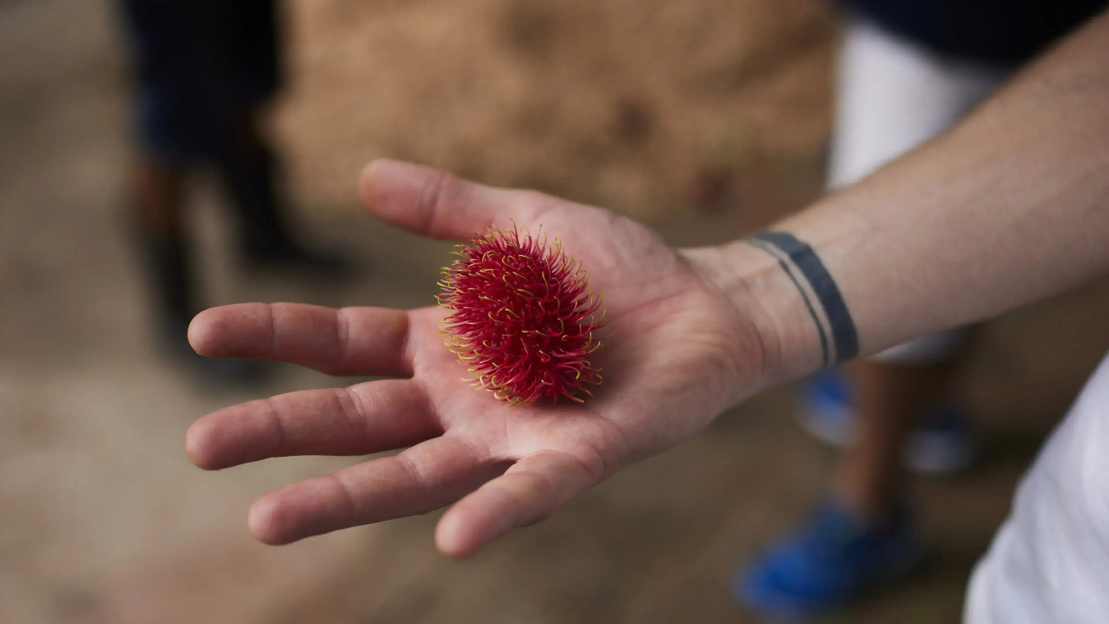 Memories from Brazil: Belem farm.