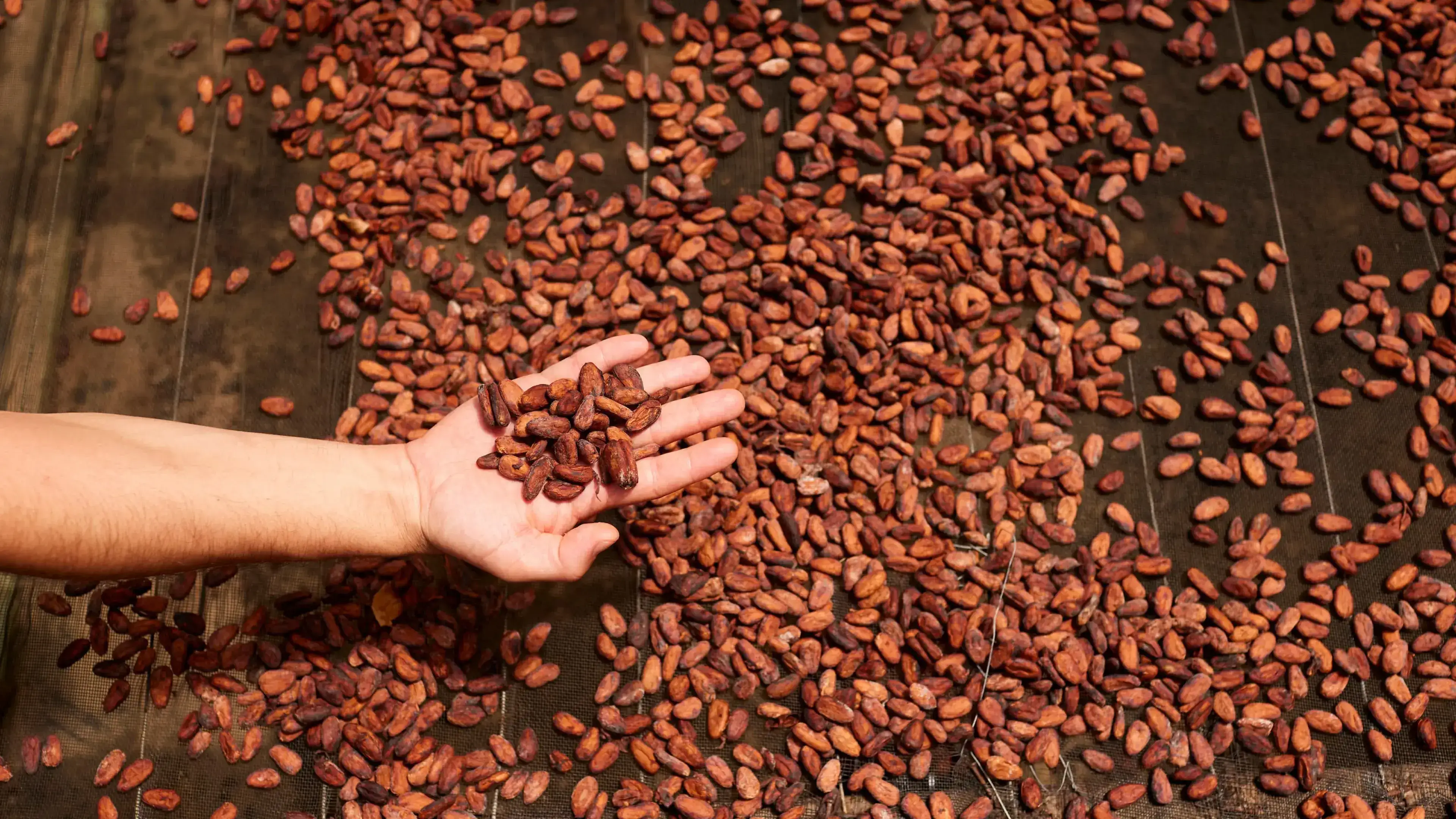 Memories from Brazil: Cocoa farm.