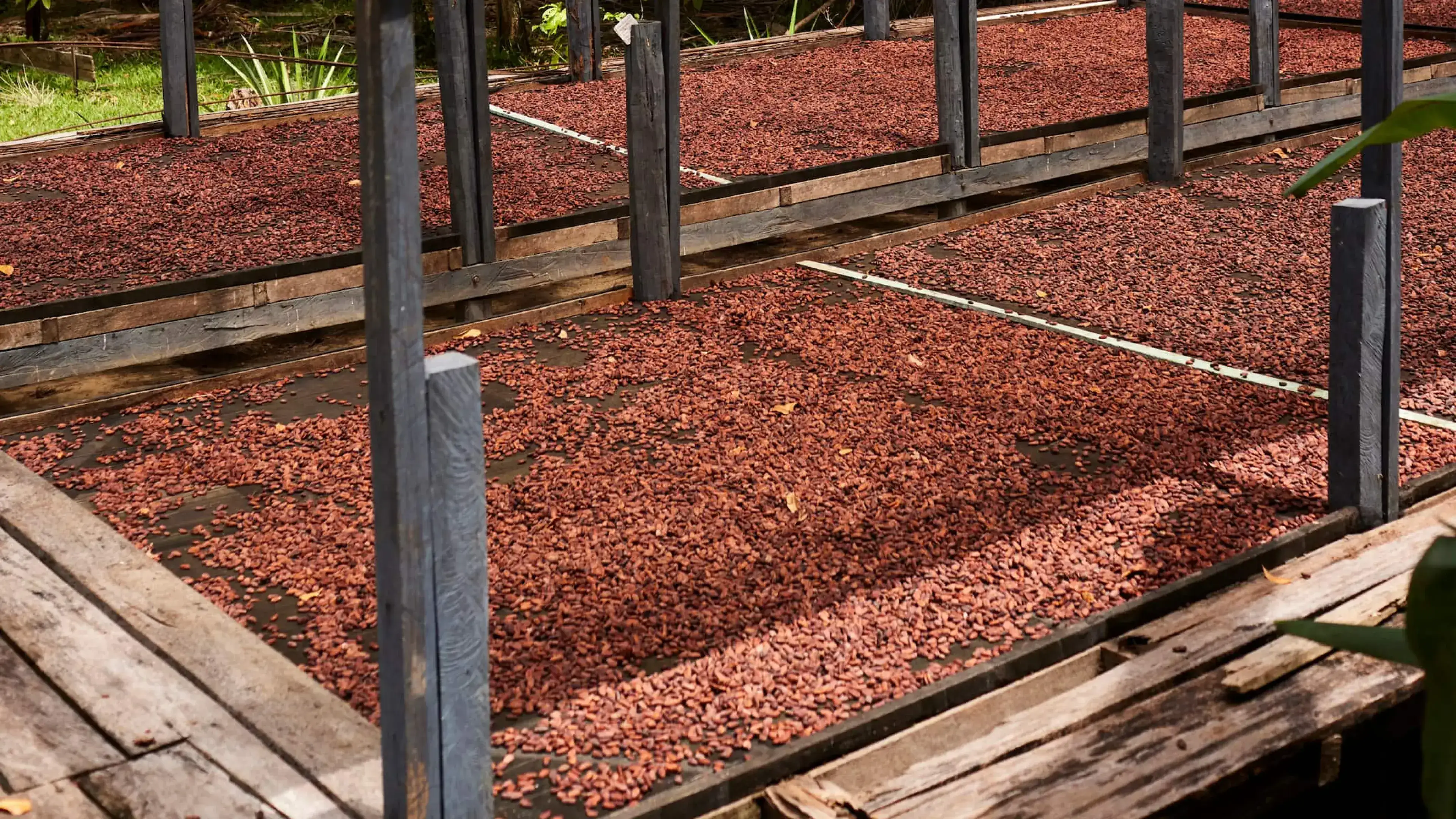 Memories from Brazil: Cocoa farm.