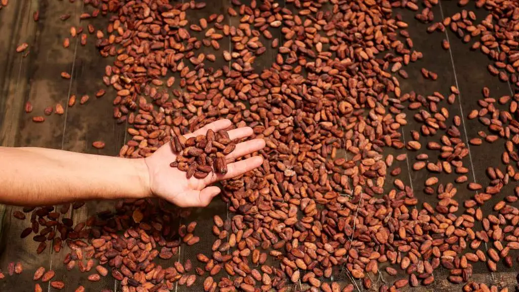 Memories from Brazil: Cocoa farm.