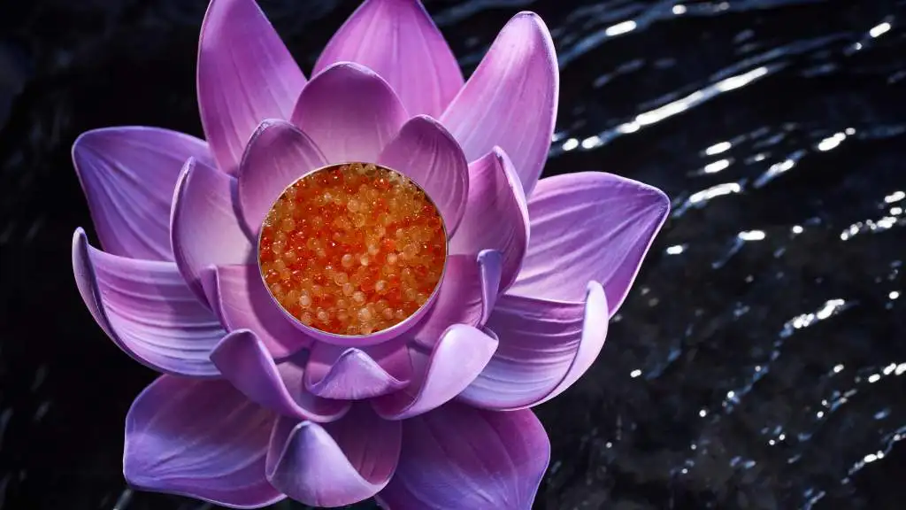 Asia Expedition: Lotus Flower.