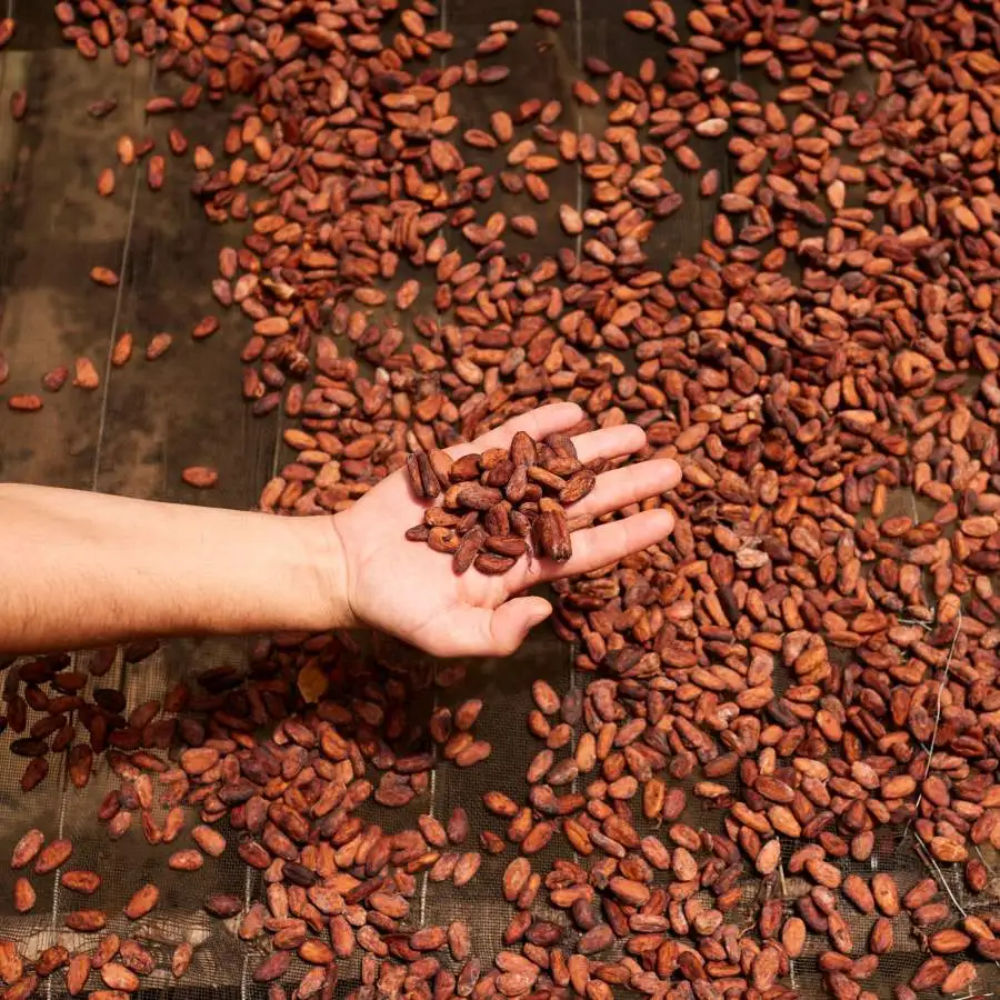 Trip to Belem: Cocoa beans.